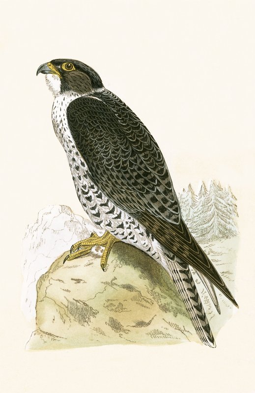 Norske Jer-Falcon, illustrasjon fra 