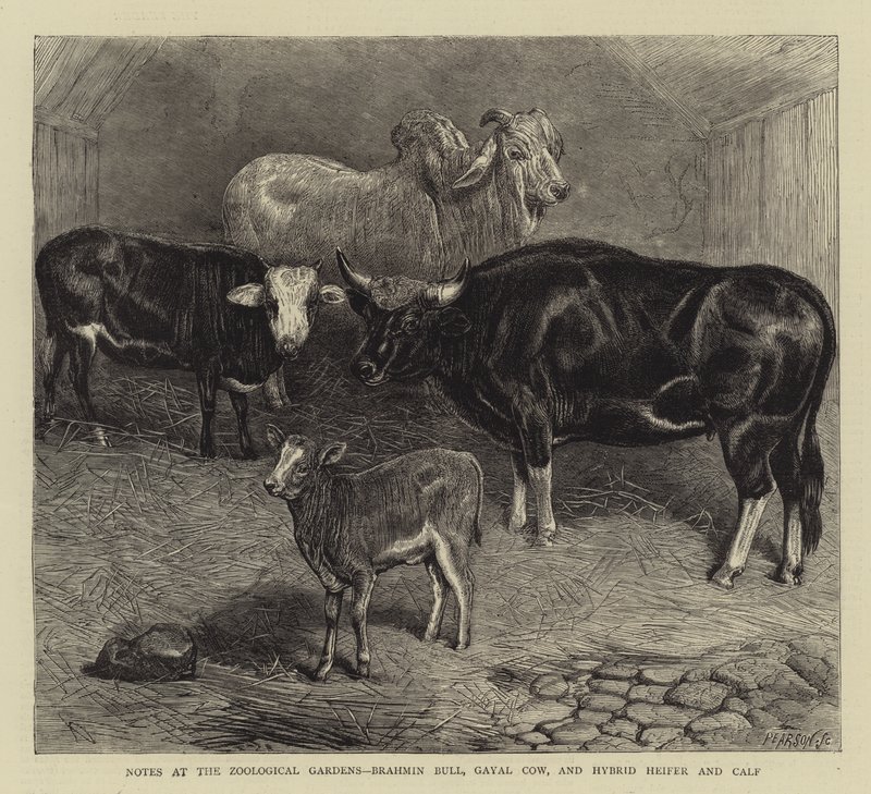 Notater ved Zoological Gardens, Brahmin Bull, Gayal Cow og Hybrid Kvige og Kalv (gravering) av English School