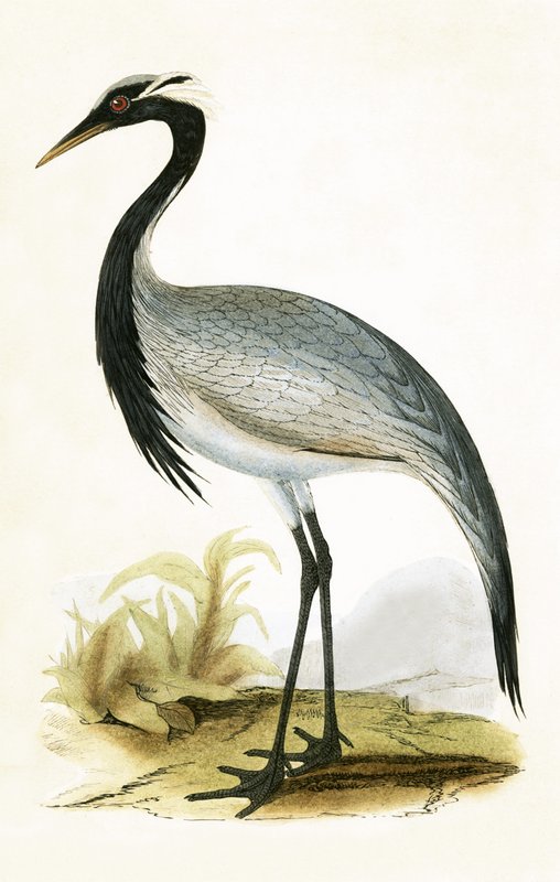 Numidian Crane, illustrasjon fra 