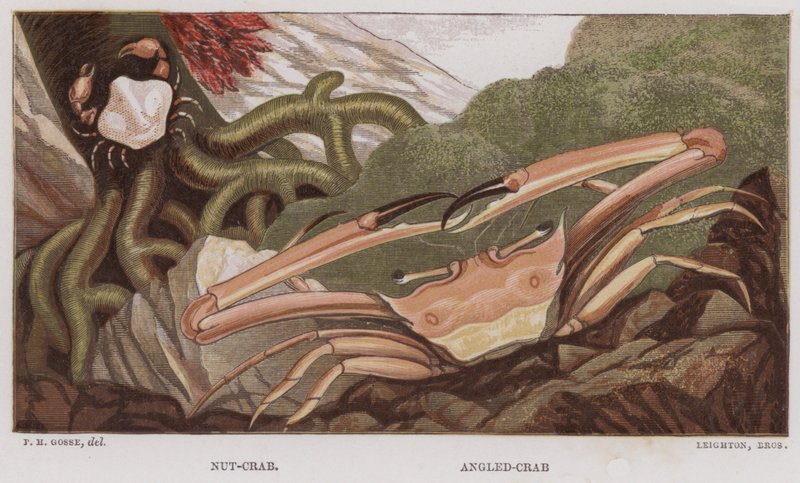 Nøttekrabbe, vinklekrabbe (farge litho) av English School