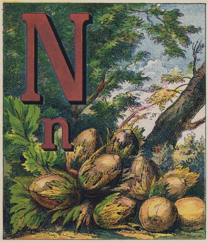 Nøtt av English School