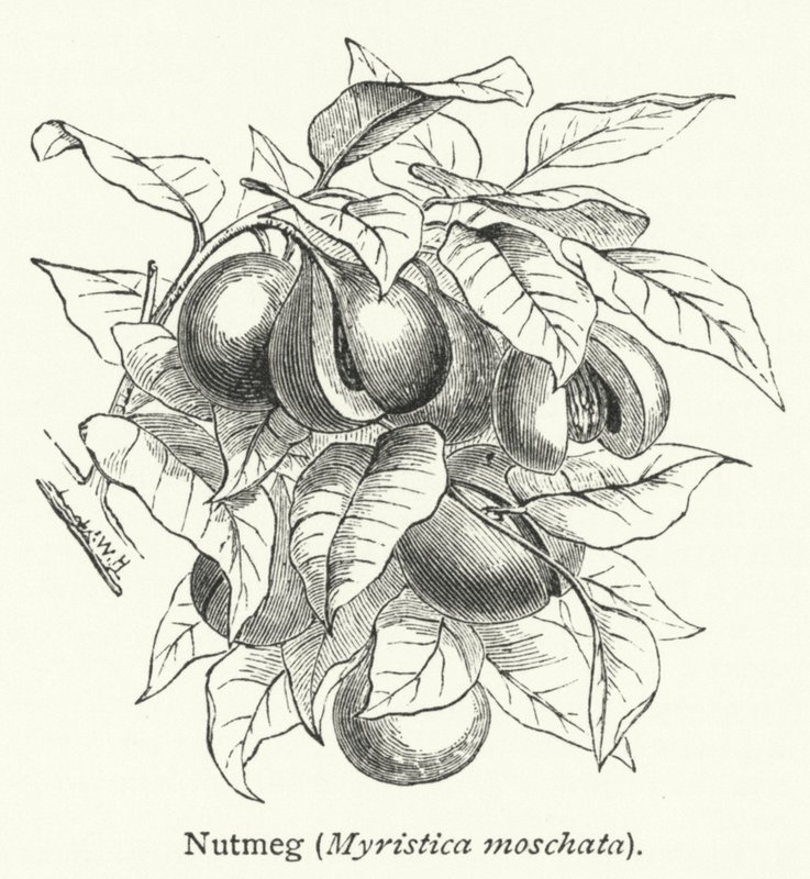 Muskatnøtt (Myristica moschata) (gravering) av English School