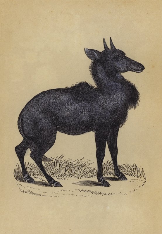 Nylghau (farge litho) av English School