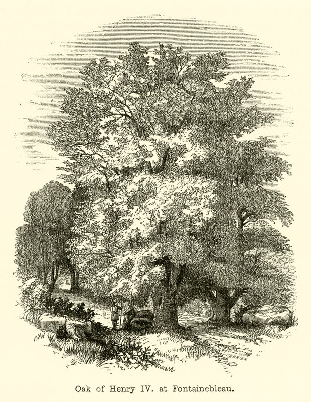 Eik av Henrik IV, ved Fontainebleau (gravering) av English School