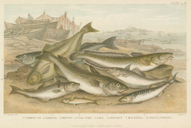 Havfisk (farget gravering) av English School