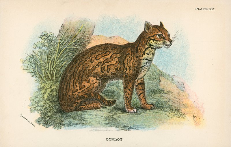 Ocelot av English School