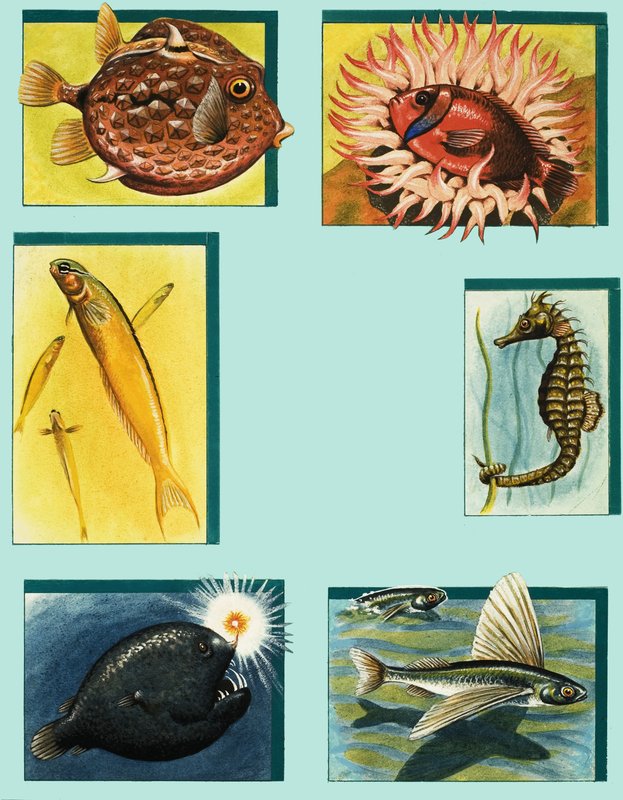 Oddities Under the Ocean av English School