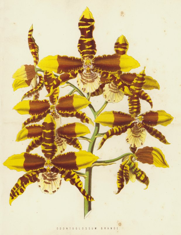 Odontoglossum Grande av English School