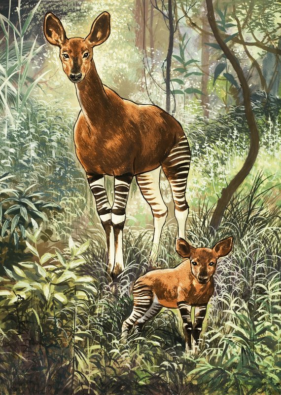 Okapis fra Kongo av English School
