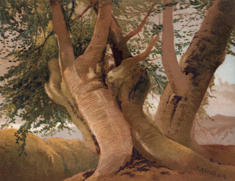 Gamle bøkestammer i Burnham Wood (farge litho) av English School