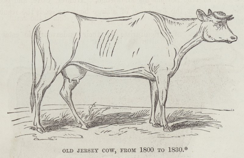 Old Jersey-ku, fra 1800 til 1830 (gravering) av English School