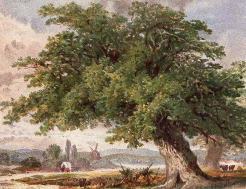 Old Oak by the Wayside, Surrey (farge litho) av English School