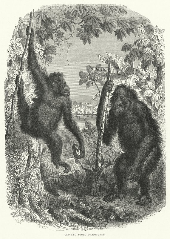 Gammel og ung Orang-Utan (gravering) av English School