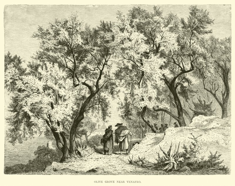Olive Grove nær Venafro av English School
