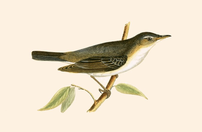 Olive Tree Warbler, illustrasjon fra 