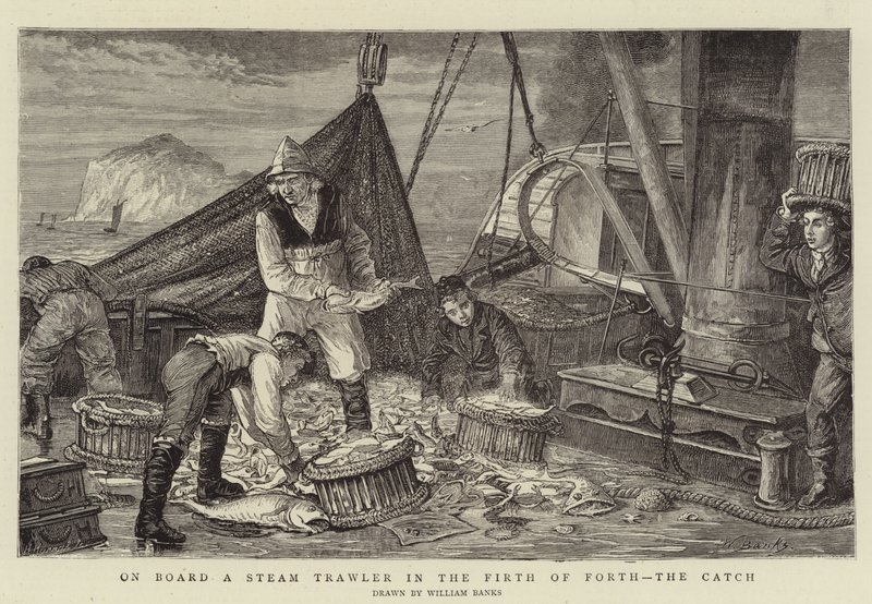 Om bord på en damptråler i Firth of Forth, fangsten av English School