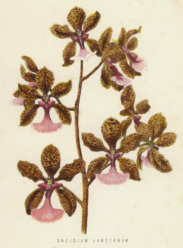 Oncidium Lanceanum (kromolitt) av English School