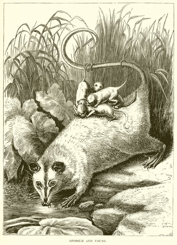 Opossum og Young av English School
