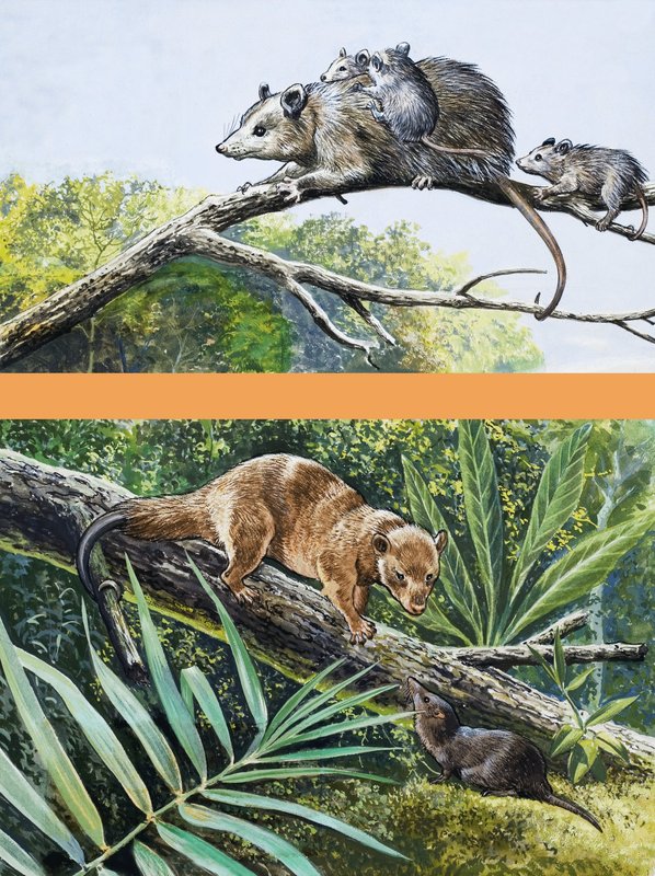 Opossums av English School