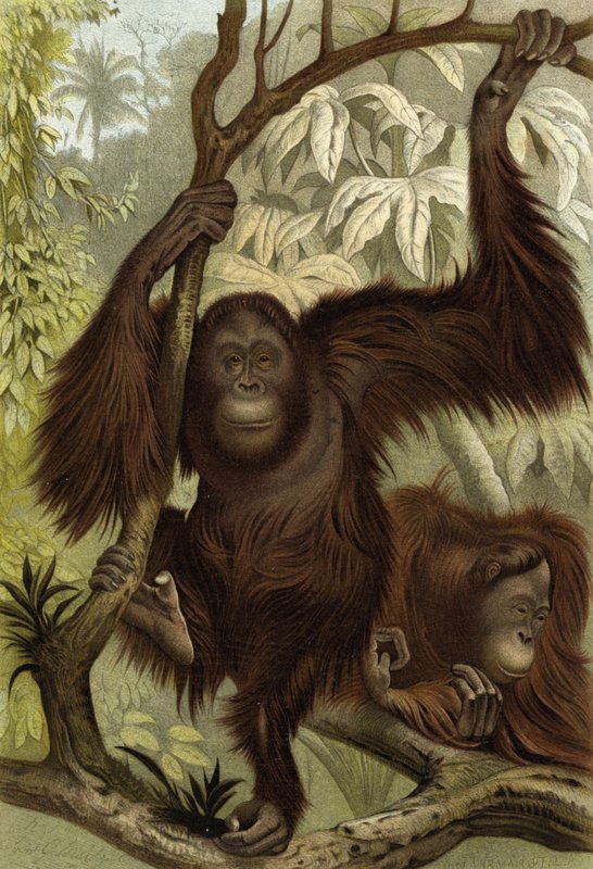 Orangutang av English School