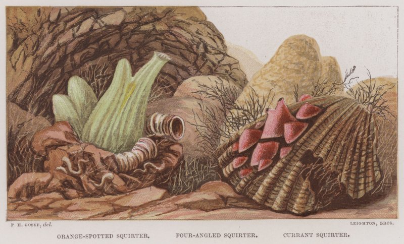 Oransjeflekket spruter, firevinklet spruter, ripssprut (farge litho) av English School