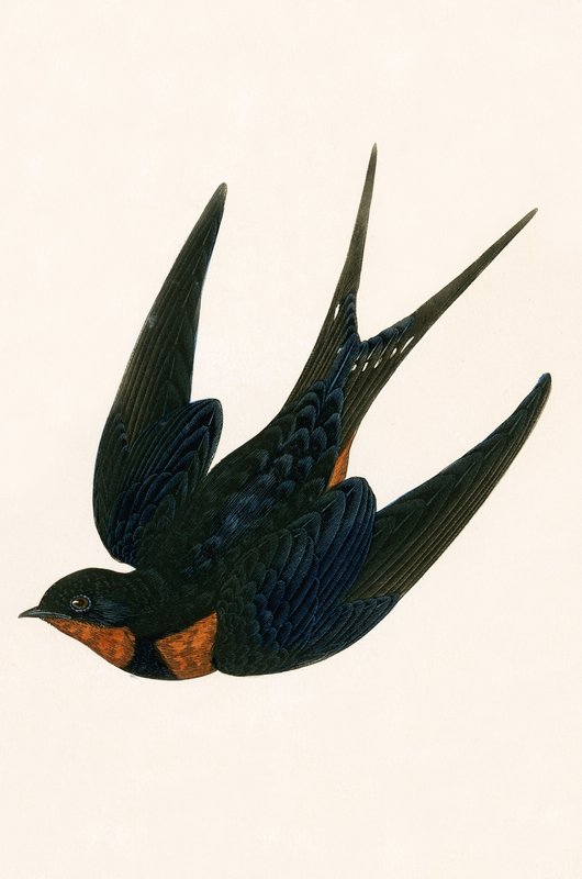 Oriental Chimney Swallow, illustrasjon fra 