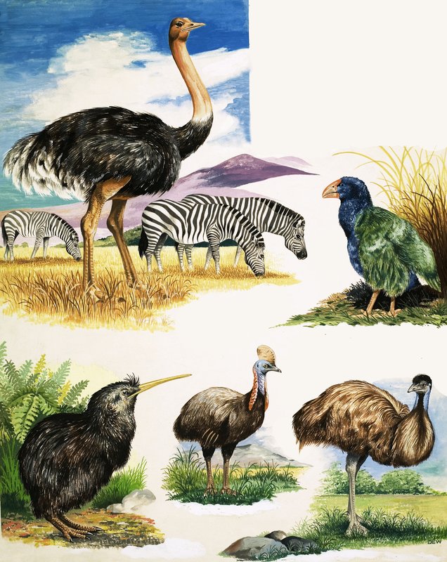Struts, Kiwi, Kasuar, Emu og Takahe av English School
