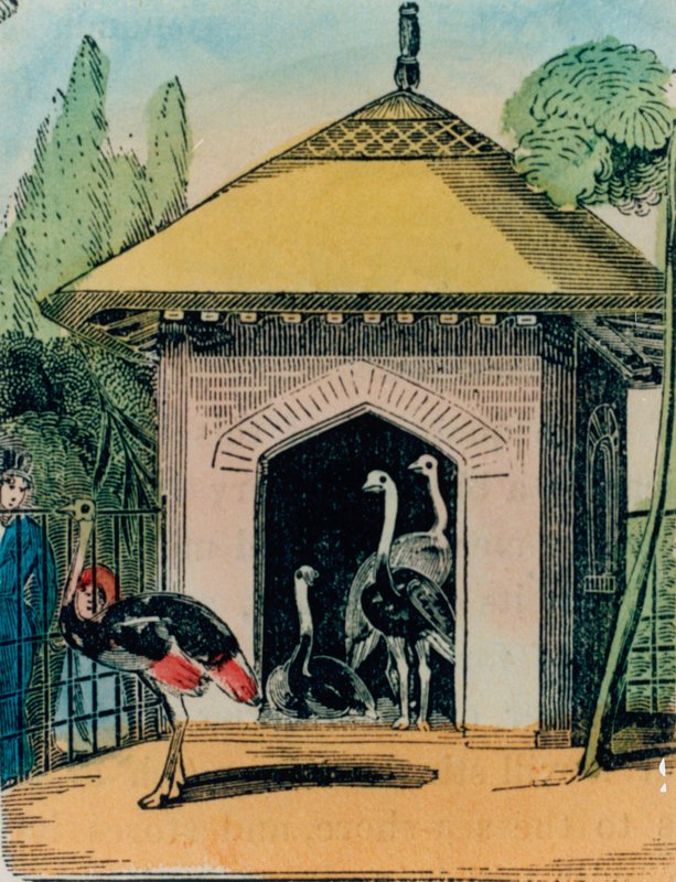 Struts og emu-hus i London zoo. 1840-årene av English School