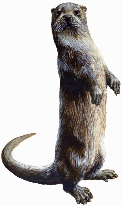 Otter av English School