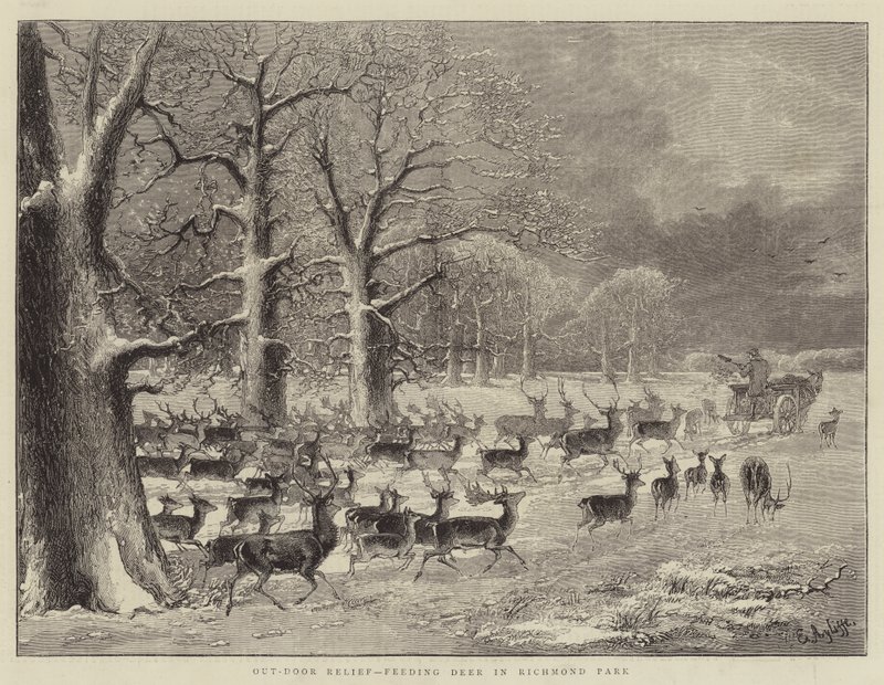 Utendørsavlastning, mating av hjort i Richmond Park (gravering) av English School