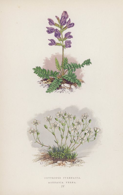 Oxytropis Pyrenaica; Arenaria Verna (farge litho) av English School