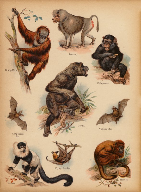 Side fra The Little Folks' Picture Natural History, ca 1900 (chromolitho) av English School
