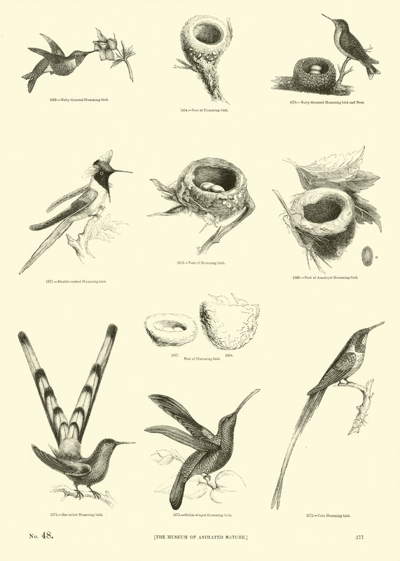 Side fra The Pictorial Museum of Animated Nature av English School