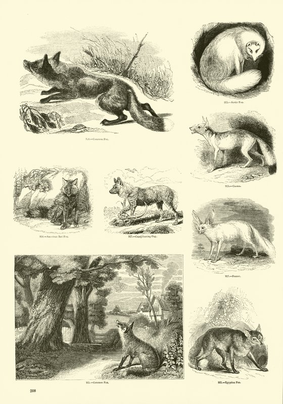 Side fra The Pictorial Museum of Animated Nature av English School