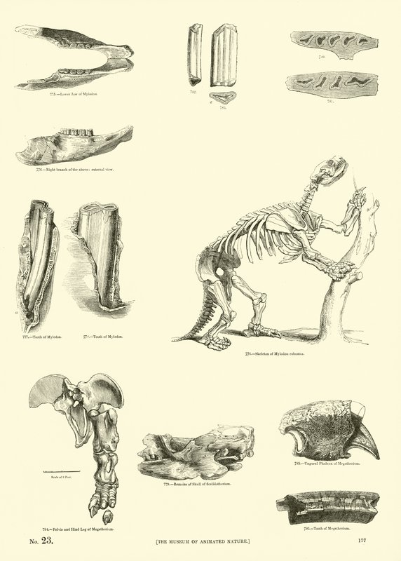 Side fra The Pictorial Museum of Animated Nature av English School
