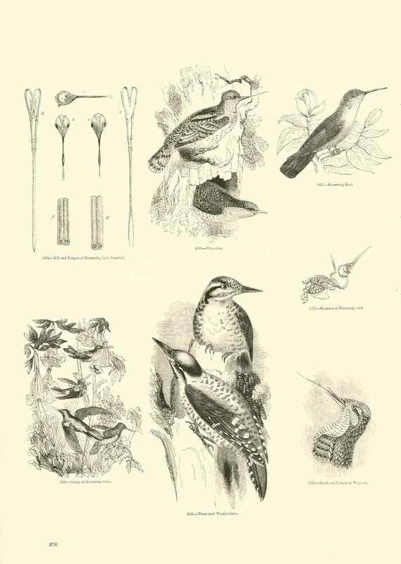 Side fra The Pictorial Museum of Animated Nature av English School