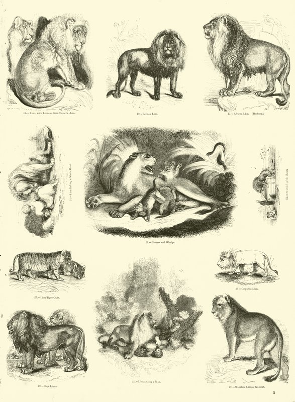 Side fra The Pictorial Museum of Animated Nature av English School