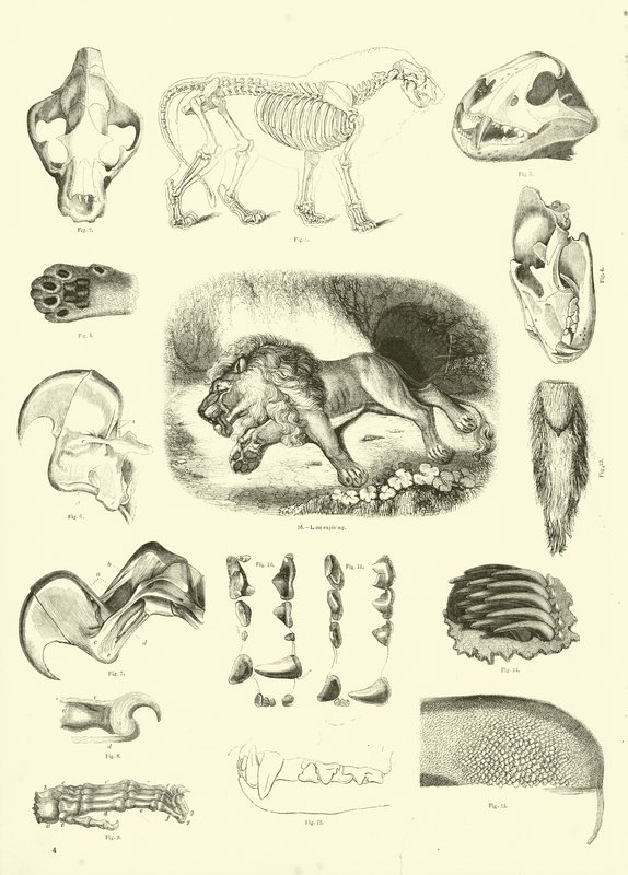 Side fra The Pictorial Museum of Animated Nature av English School