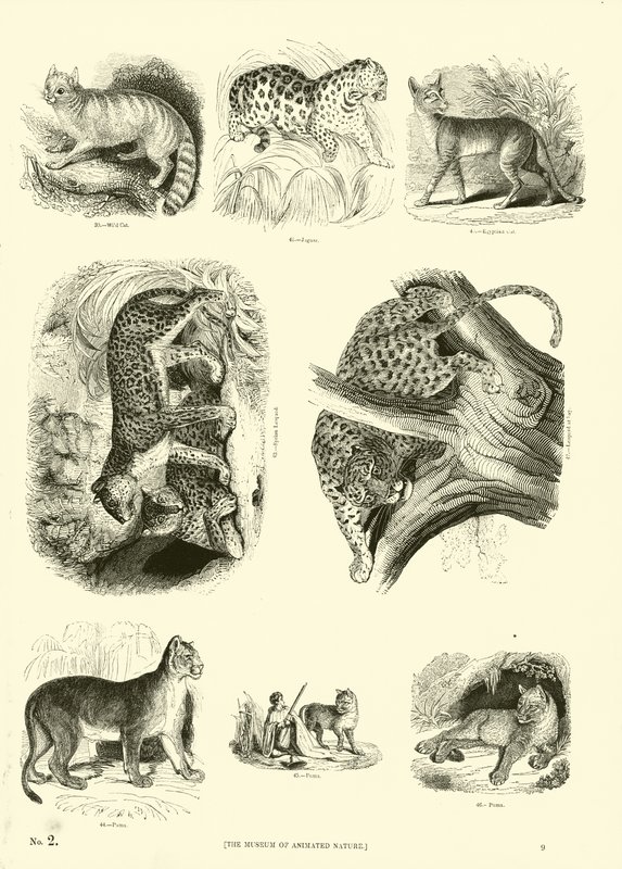 Side fra The Pictorial Museum of Animated Nature av English School