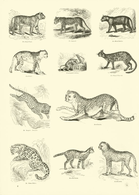 Side fra The Pictorial Museum of Animated Nature av English School
