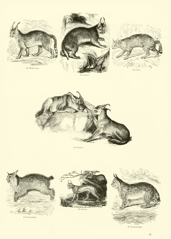 Side fra The Pictorial Museum of Animated Nature av English School