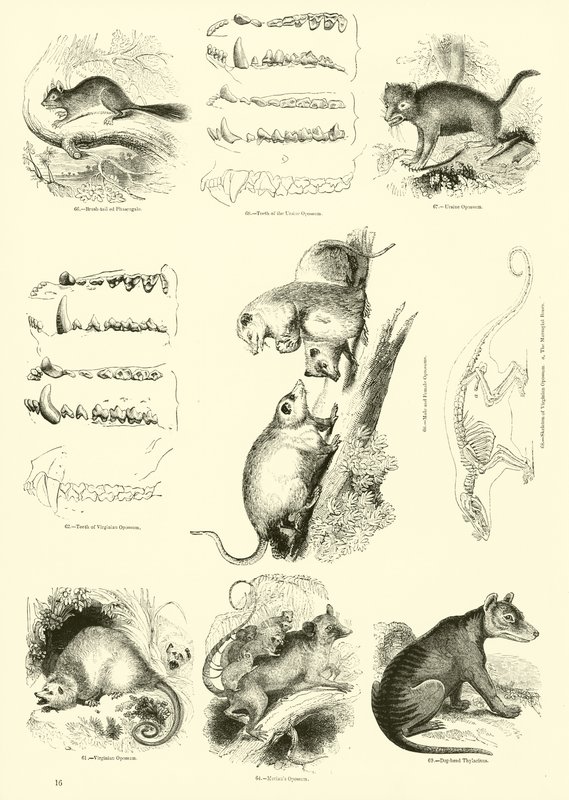Side fra The Pictorial Museum of Animated Nature av English School