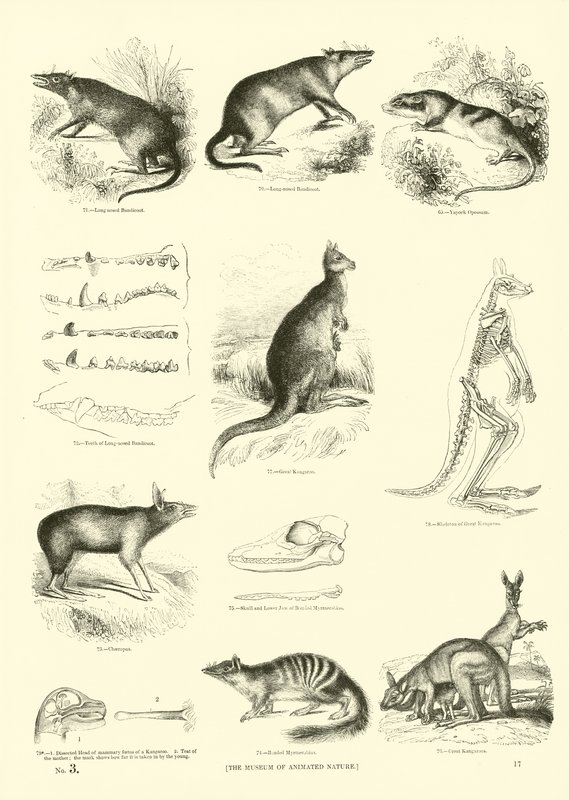 Side fra The Pictorial Museum of Animated Nature av English School