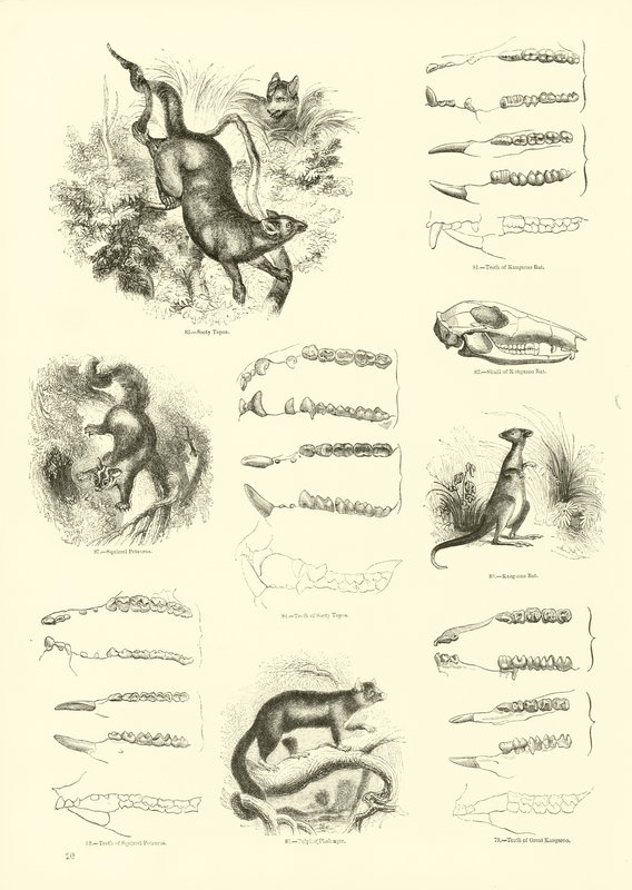 Side fra The Pictorial Museum of Animated Nature av English School