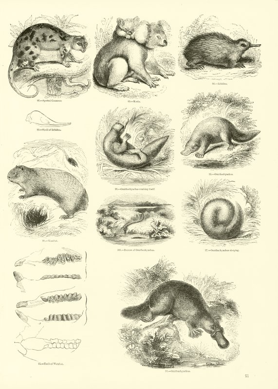 Side fra The Pictorial Museum of Animated Nature av English School