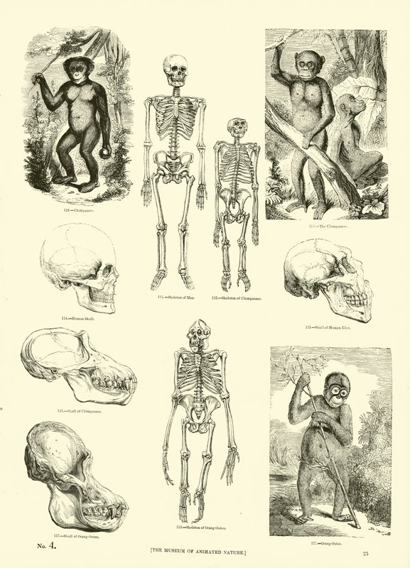 Side fra The Pictorial Museum of Animated Nature av English School
