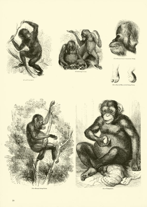 Side fra The Pictorial Museum of Animated Nature av English School