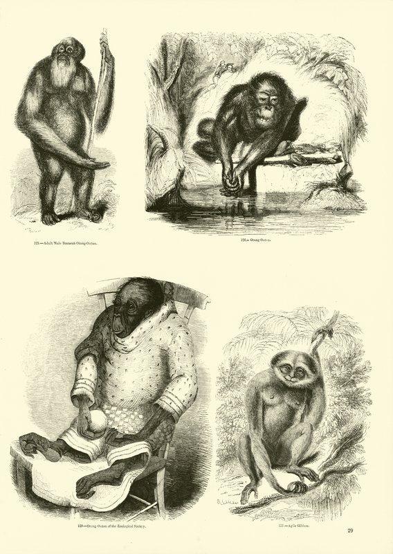 Side fra The Pictorial Museum of Animated Nature av English School