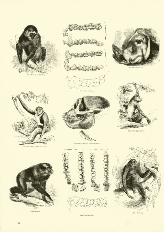 Side fra The Pictorial Museum of Animated Nature av English School