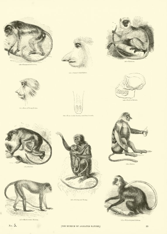 Side fra The Pictorial Museum of Animated Nature av English School